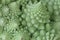 Macro of Romanesco broccoli, or Roman cauliflower, with its fractal shapes and Fibonacci sequences. Close-up