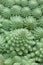 Macro of Romanesco broccoli, or Roman cauliflower, with its fractal shapes and Fibonacci sequences. Close-up