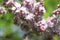 Macro of romantic blurry spring purple lilac for beautiful outdoor