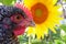 Macro Rooster and Sunflower