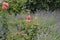 Macro rose flowers and lavander on garden