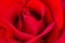 Macro Rose Images in Rose Garden