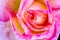 Macro Rose Images in Rose Garden