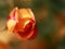 Macro of rose with pink and yellow petals