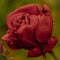 Macro of a rose with a scramble of rain