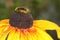 Macro of Rudbeckia hirta, Black-Eyed Susan flower