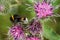 Macro of running Caucasian bumblebee Bombus lucorum on purple bl
