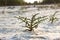 Macro Salicornia europaea, salt steppe plant, common glasswort, halophytic