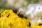 Macro of a Sandwasp Bembicini on Goldstrum Black-eyed Susan Flowers