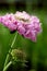 Macro of Scabiosa \\\'Pink Mist\\\' in Profile