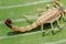 Macro of a scorpion stinger.venomous Lychas mucronatus. Swimming Scorpion, Chinese swimming scorpion or Ornate Bark Scorpion on a