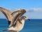 Macro of a seagull with spread wings, symbol for freedom