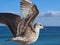 Macro of a seagull with spread wings, symbol for freedom