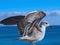 Macro of a seagull with spread wings, symbol for freedom