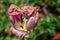 Macro selective focus image of decaying wilted tulip flower stamen, pistil and petals at the end of Spring in Cottage Garden in So