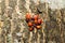 Macro of seven young red bugs soldier Pyrrhocoris on the bark of