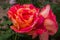 Macro of shades rose flower with green leaves in the garden