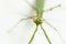 Macro shallow depth of field photo with focus on green praying mantis face