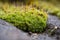 Macro, shallow focus view of wet moss seen growing on roof tiling.