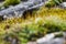 Macro, shallow focus view of wet moss seen growing on roof tiling.