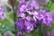 Macro shallow view of wallflower blossom in the garden