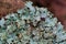 Macro of a Shield lichen