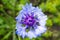 The macro shoot of blue cornflower on blurred green background. knapweed Centaurea montana is Estonian national flower.