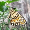 Macro shoot of a butterfly alight in leaf