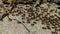 Macro shoot of a group of termites