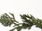 Macro shoot of Juniperus Chinensis leafs