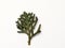 Macro shoot of Juniperus Chinensis leafs