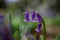 Macro shoot of wild blubell flowers in morning dew at forest meadow