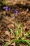 Macro shoot of wild blubell flowers in morning dew at forest meadow