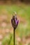 Macro shoot of wild blubell flowers in morning dew at forest meadow