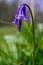 Macro shoot of wild blubell flowers in morning dew at forest meadow