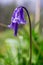 Macro shoot of wild blubell flowers in morning dew at forest meadow