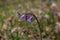 Macro shoot of wild blubell flowers in morning dew at forest meadow