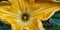 Macro shoot of a yellow stamens from pumkin flower