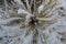 Macro shooting of spruce needles. White snow