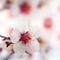 Macro shot of almond flowers