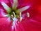 A macro shot of Amaryllis flower. Amaryllis is the only genus in the subtribe Amaryllidinae. It is a small genus of flowering