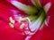 A macro shot of Amaryllis flower. Amaryllis is the only genus in the subtribe Amaryllidinae. It is a small genus of flowering
