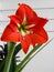 A macro shot of Amaryllis flower. Amaryllis is the only genus in the subtribe Amaryllidinae. It is a small genus of flowering