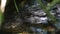 Macro shot of the American alligator swimming through the water