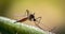 macro shot of an Anopheles mosquito with blurred background