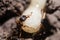 Macro shot of an anthill with white larvae and detailed ants with antennae and pincers