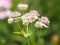 Macro shot of astrantia flowers on a green background