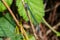 Macro shot of azure damselfly dragonfly