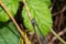 Macro shot of azure damselfly dragonfly