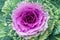 The macro shot of the background or the texture of the purple or lilac summer garden flower